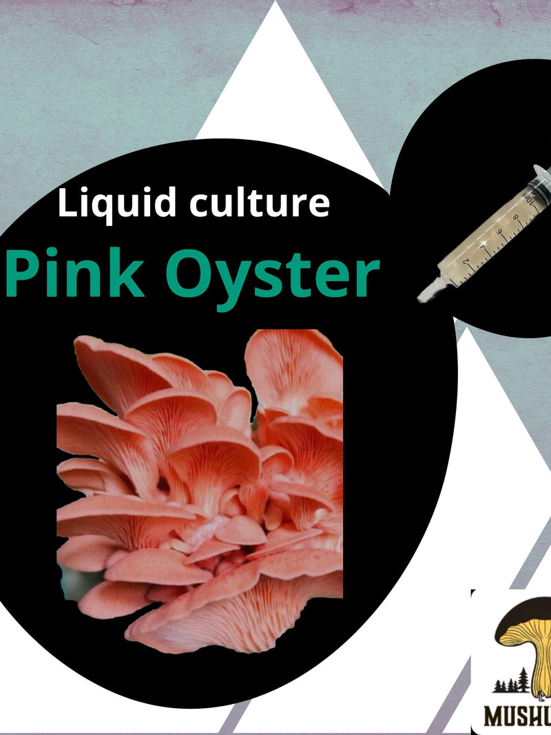 Premium Pink Oyster Mushroom Liquid Culture for Grain Spawn Inoculation- Grow mushrooms indoors flower spore