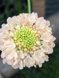 Fata Morgana Scabiosa Seeds: Creamy Peach Pincushion Flower, Cottage Garden, 20 seeds flower spore