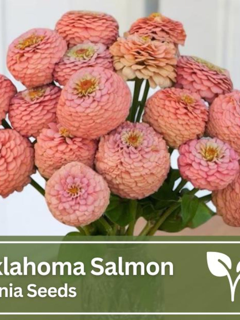 Zinnia Oklahoma Salmon Seeds | Wild Flowers | Wedding Flowers flower seeds