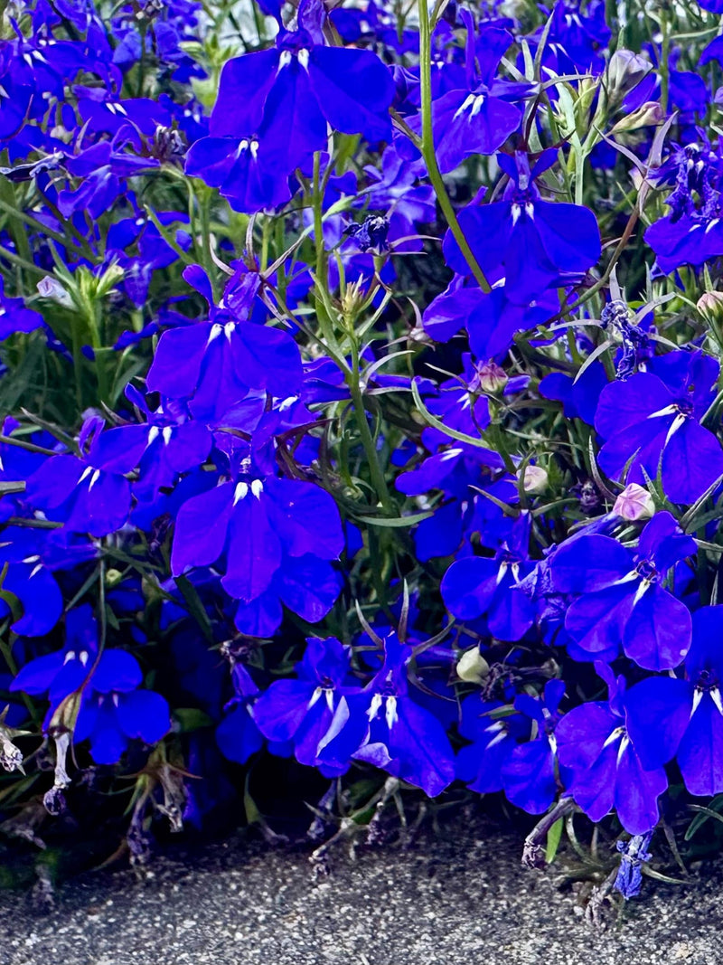 Midnight Blue Lobelia Seeds - Lobelia Erinus - Ornamental & Pollinator Friendly seeds bulk
