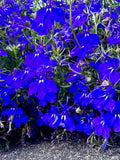 Midnight Blue Lobelia Seeds - Lobelia Erinus - Ornamental & Pollinator Friendly seeds bulk