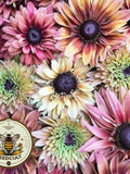Sahara Rudbeckia Seeds, Black Eyed Susan Rudbeckia Hirta RU0425 flower seeds