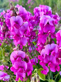 Perennial Sweet Pea Seeds - Lathyrus Latifolius - Perennial, Ornamental, and Pollinator Friendly seeds bulk