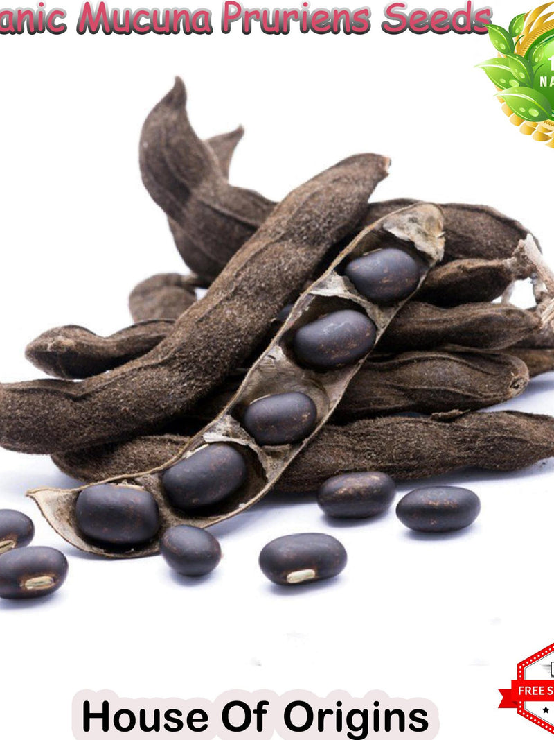 Organic Mucuna Pruriens Seed: Wild Harvested Velvet Bean (1KG Bulk) seeds bulk