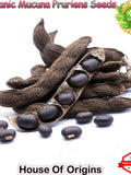 Organic Mucuna Pruriens Seed: Wild Harvested Velvet Bean (1KG Bulk) seeds bulk