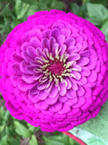 Zinnia Purple Prince Seeds, Cottage Garden Cut Flower, 25 Seeds flower seeds