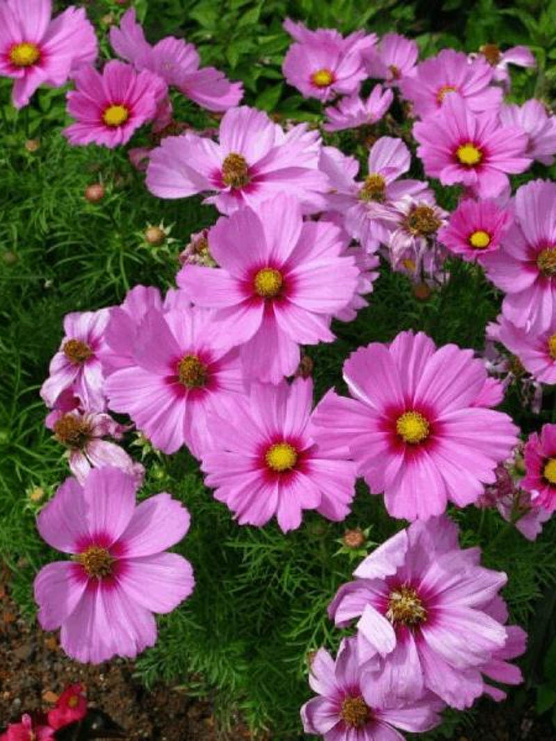 25+ Gloria Cosmos Seed / Cosmos bipinnatus | Cut Flower / Cottage Garden Flower / (GE16) F flower seeds