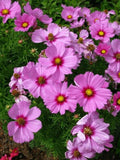 25+ Gloria Cosmos Seed / Cosmos bipinnatus | Cut Flower / Cottage Garden Flower / (GE16) F flower spore