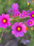 Radiance Cosmos, Rose-Pink Cut Flower, Cottage Garden, Annual, 25 Seeds flower spore