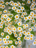 50+ Feverfew Seeds /  Tanacetum parthenium /  Chrysanthemum / Cottage Garden / English Garden (GJ49) flower seeds
