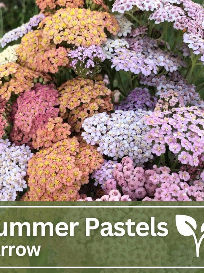 Summer Pastel Yarrow Mix Seeds | Wild Flowers | Wedding Flowers flower seeds