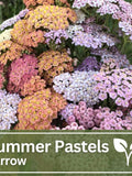 Summer Pastel Yarrow Mix Seeds | Wild Flowers | Wedding Flowers flower seeds