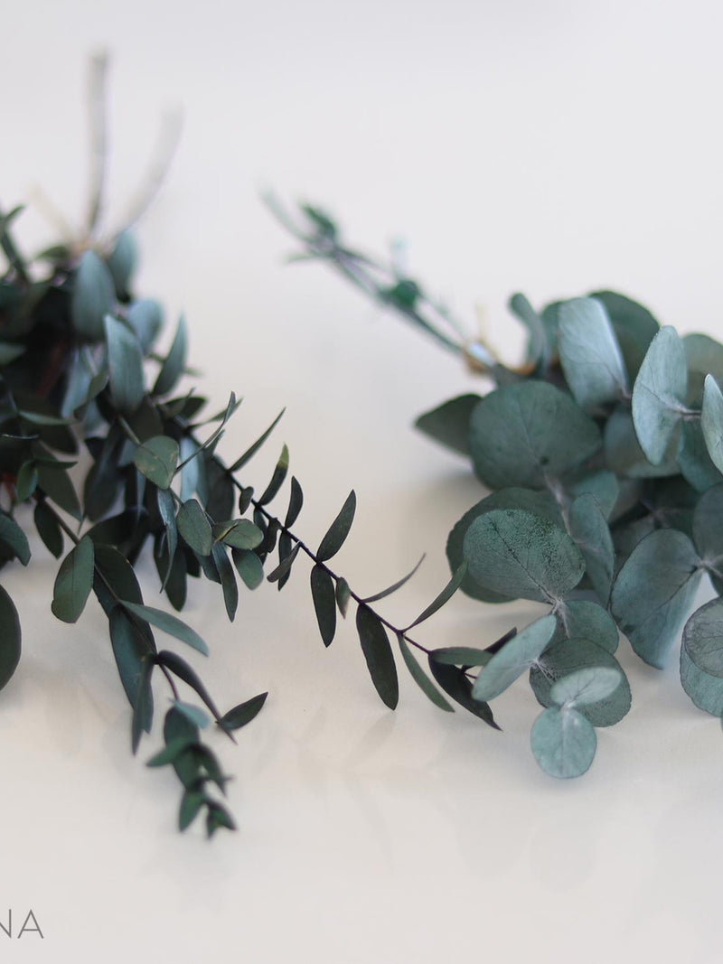 Bunch of preserved natural eucalyptus, eucalyptus cinerea or parvifolia, Natural foliage for decoration & floral creations FLOWER DELIVERY
