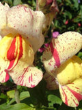 Brighton Rock Snapdragon Seeds, Striped Mix, Cottage Garden Blooms, 50 Seeds flower seeds