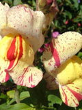 Brighton Rock Snapdragon Seeds, Striped Mix, Cottage Garden Blooms, 50 Seeds flower spore