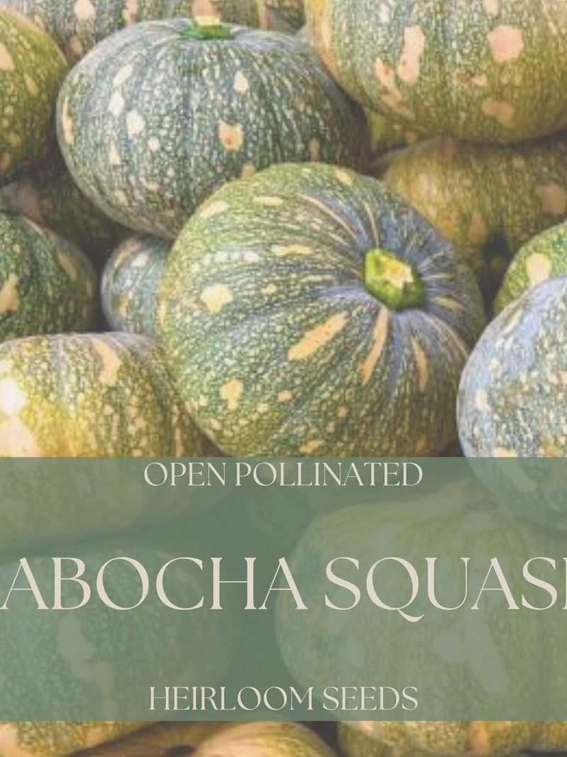 Kabocha Squash Seeds seeds bulk