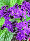 Heliotrope Seeds - Heliotropium Arborescensa - Beautiful & Pollinator Friendly flower spore
