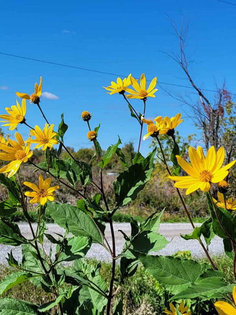 Sunchokes ( helianthus tuberosum) ( red and white mix) {fall 2025 harvest ) flower spore