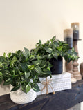 Fake Plants in Black and White Ceramic Pots, Artificial Greenery Set of 2, Realistic Faux Plant, Home Staging Decor, Desk Plant for Office faux plants