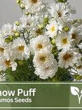 Cosmos Double Click Snow Puff Ð White Heirloom Flower Seeds for Cut Gardens | Wild Flowers | Wedding Flowers flower spore