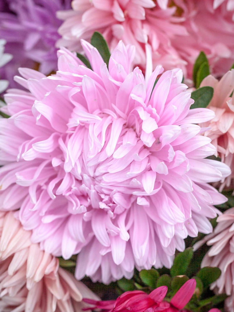 Duchesse Formula Mix China Aster:  Callistephus chinensis, Annual  Cut Flower, 28" Tall (25 Seeds) flower spore