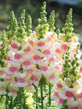30 Snapdragon Antirrhinum 'Apple Blossom' Seeds---Flower seeds---Seed gift---Gardening flower seeds