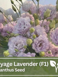 Lisianthus Voyage Lavender (F1) Seeds | Wild Flowers | Wedding Flowers flower seeds
