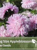 King Size Appleblossom Aster Seeds | Wild Flowers | Wedding Flowers flower spore