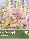 Iron Pastel Stock Flower Seed Mix | Cut Flower | Wild Flowers | Wedding Flowers flower spore