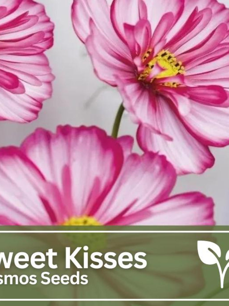 Cosmos Sweet Kisses Seeds | Candy Stripe | Wild Flowers | Wedding Flowers flower spore