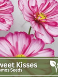 Cosmos Sweet Kisses Seeds | Candy Stripe | Wild Flowers | Wedding Flowers flower spore