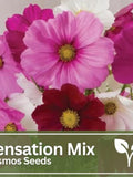 Cosmos Sensation Mix Seeds | Wild Flowers | Wedding Flowers flower spore