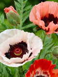 35 Poppy Orientale New Hybrids mixed Seeds---Flower seeds--Plant seeds--Gardening--Seeds--Gift flower seeds