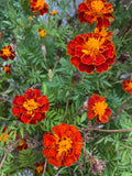 Marigold Seeds (100+pack) Mixed Variety Easy to Grow Garden Flowers seeds bulk