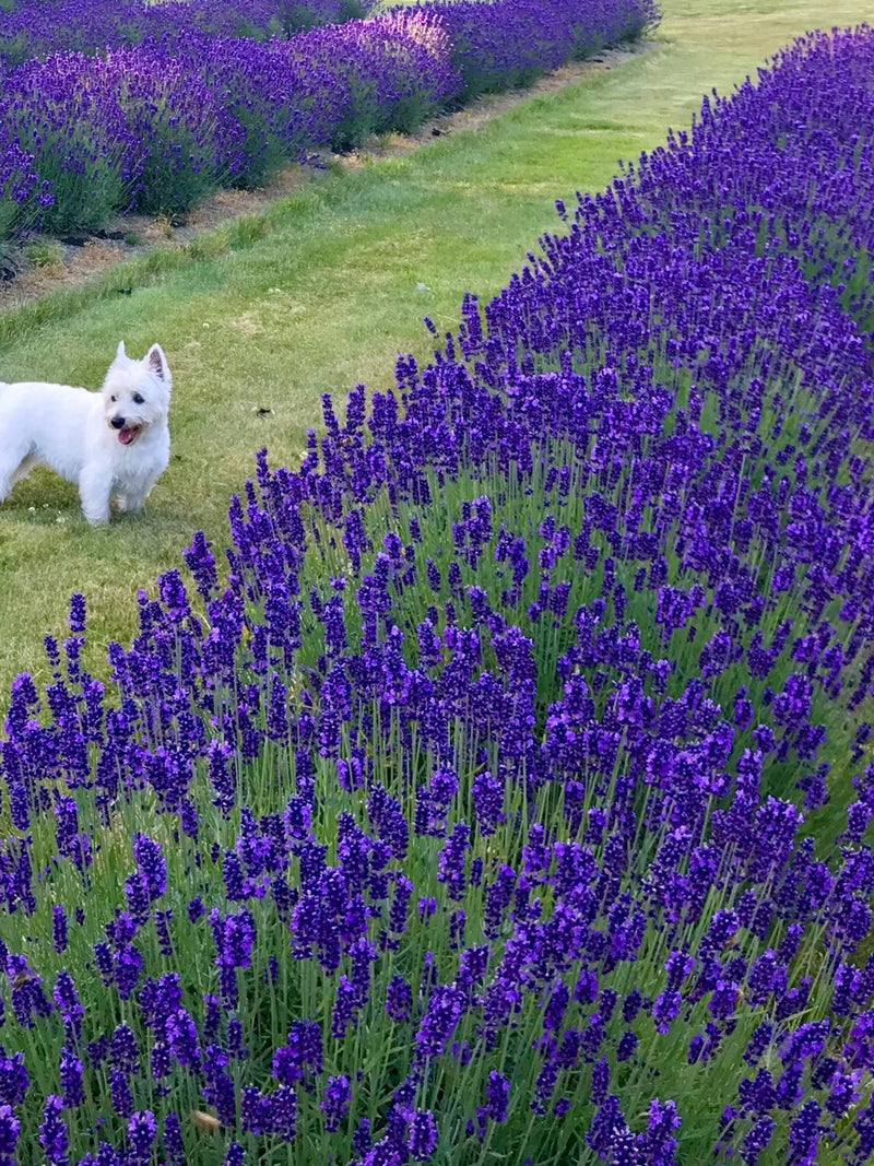 Hidcote 500 Lavender Seeds: Fragrant Purple Blooms, Open Pollinated seeds bulk