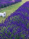 Hidcote 500 Lavender Seeds: Fragrant Purple Blooms, Open Pollinated seeds bulk