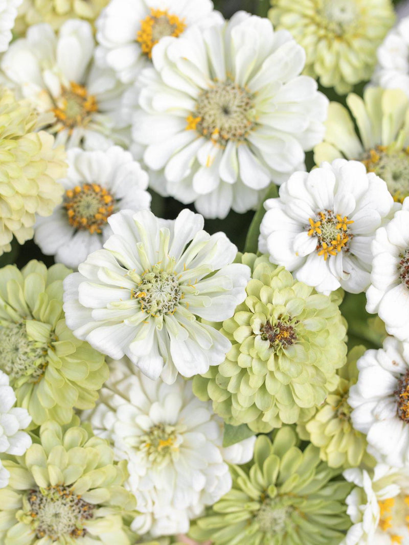 NEW! 25 seeds Zinnia ÔPear Blossom MixÕ / Zinnia elegans / Cottage Flower / English Garden / Cut Flower flower seeds
