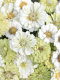 NEW! 25 seeds Zinnia ÔPear Blossom MixÕ / Zinnia elegans / Cottage Flower / English Garden / Cut Flower flower seeds