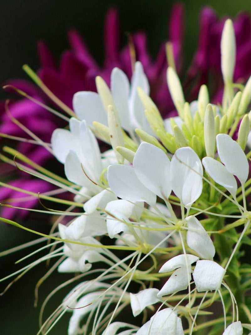 CLEOME SPIDER FLOWER Mix Mixed Colors Tall Exotic Annual Flower, 30 Seeds flower spore