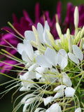 CLEOME SPIDER FLOWER Mix Mixed Colors Tall Exotic Annual Flower, 30 Seeds flower spore