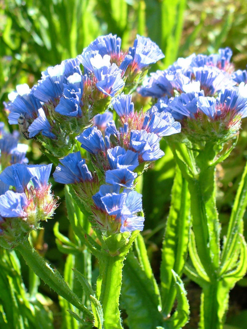 STATICE PASTEL BLUE Limonium Sinuatum Cut-Flower Dried Arrangement, 50 Seeds flower spore