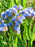 STATICE PASTEL BLUE Limonium Sinuatum Cut-Flower Dried Arrangement, 50 Seeds flower spore