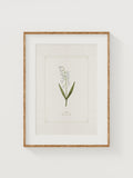 May Birth Month Flower Print Ð Hand Watercolor GiclŽe Art | Gift for Moms, Baby Shower, Nursery Wall Decor | 8x10 Fine Art Print birthday flower