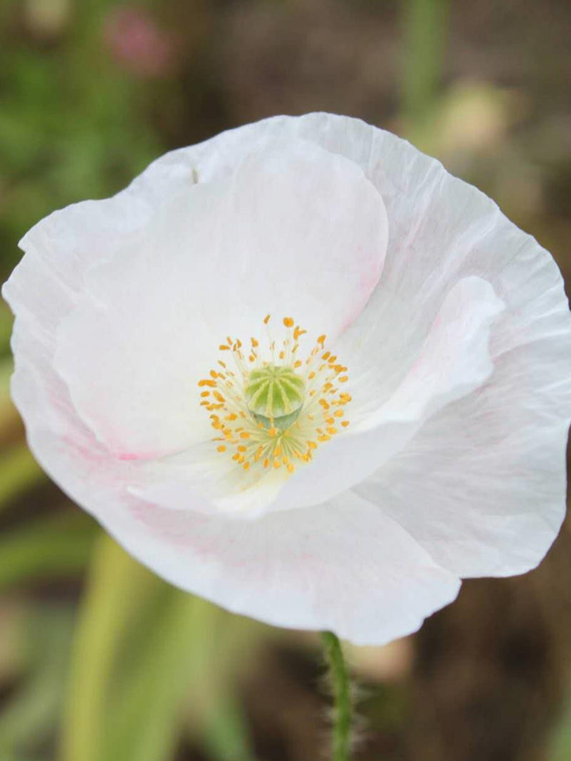 Poppy Bridal Silk Seed, 50/100 Seeds seeds bulk