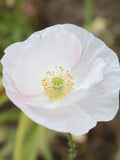 Poppy Bridal Silk Seed, 50/100 Seeds seeds bulk