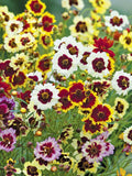 Plains coreopsis Mixed Colors - Coreopsis tinctoria - 100 seeds - Z 201 seeds bulk