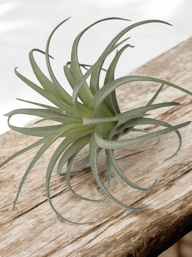 Artificial Air Plant - Medium size Air Plant, Green Faux Tillandsia Lonantha, High Quality Succulents, Lifelike look & feel faux plants