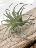 Artificial Air Plant - Medium size Air Plant, Green Faux Tillandsia Lonantha, High Quality Succulents, Lifelike look & feel faux plants