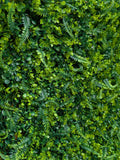 Premium Artificial living Wall panel , wall decor, garden decor, green plant wall faux plants