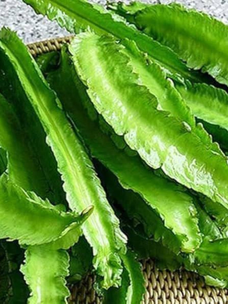 Winged Bean Seeds | 20 Non-GMO Vegetable Seeds seeds bulk